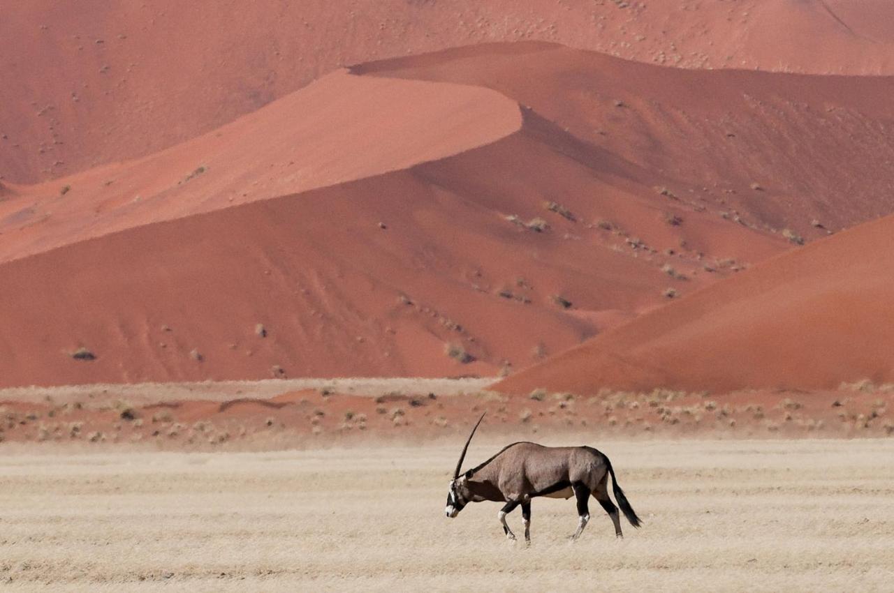 سيسريم Wilderness Safaris Kulala Desert Lodge المظهر الخارجي الصورة